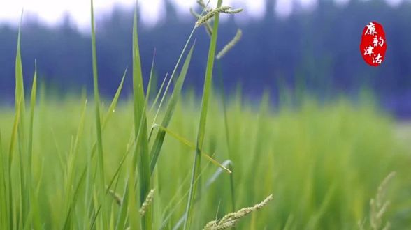 街镇“纪”事丨精准监督 助力美丽乡村建设
