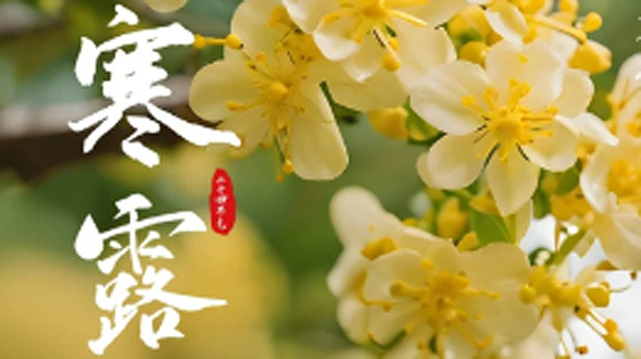 今日，寒露