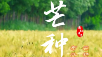 今日，芒种