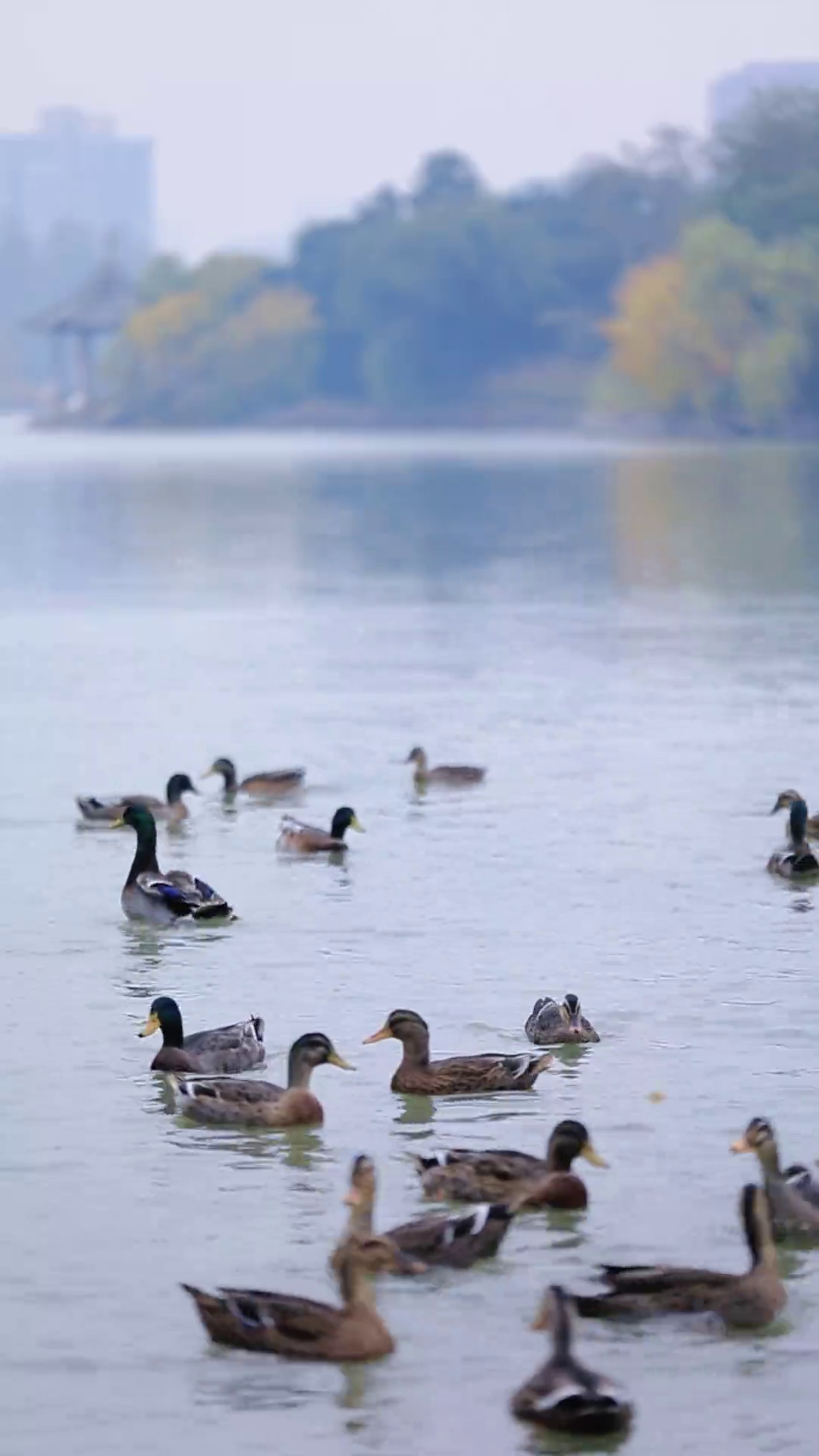 习近平：发挥好党内法规在维护党中央集中统一领导 保障党长期执政和国家长治久安方面的重大作用
